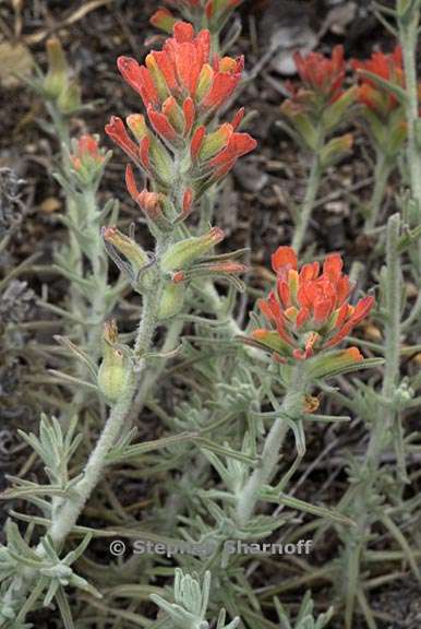 castilleja foliolosa 1 graphic